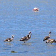 Flamingo kids of Laguna Salinas